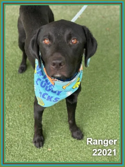 Ranger thumbnail 6