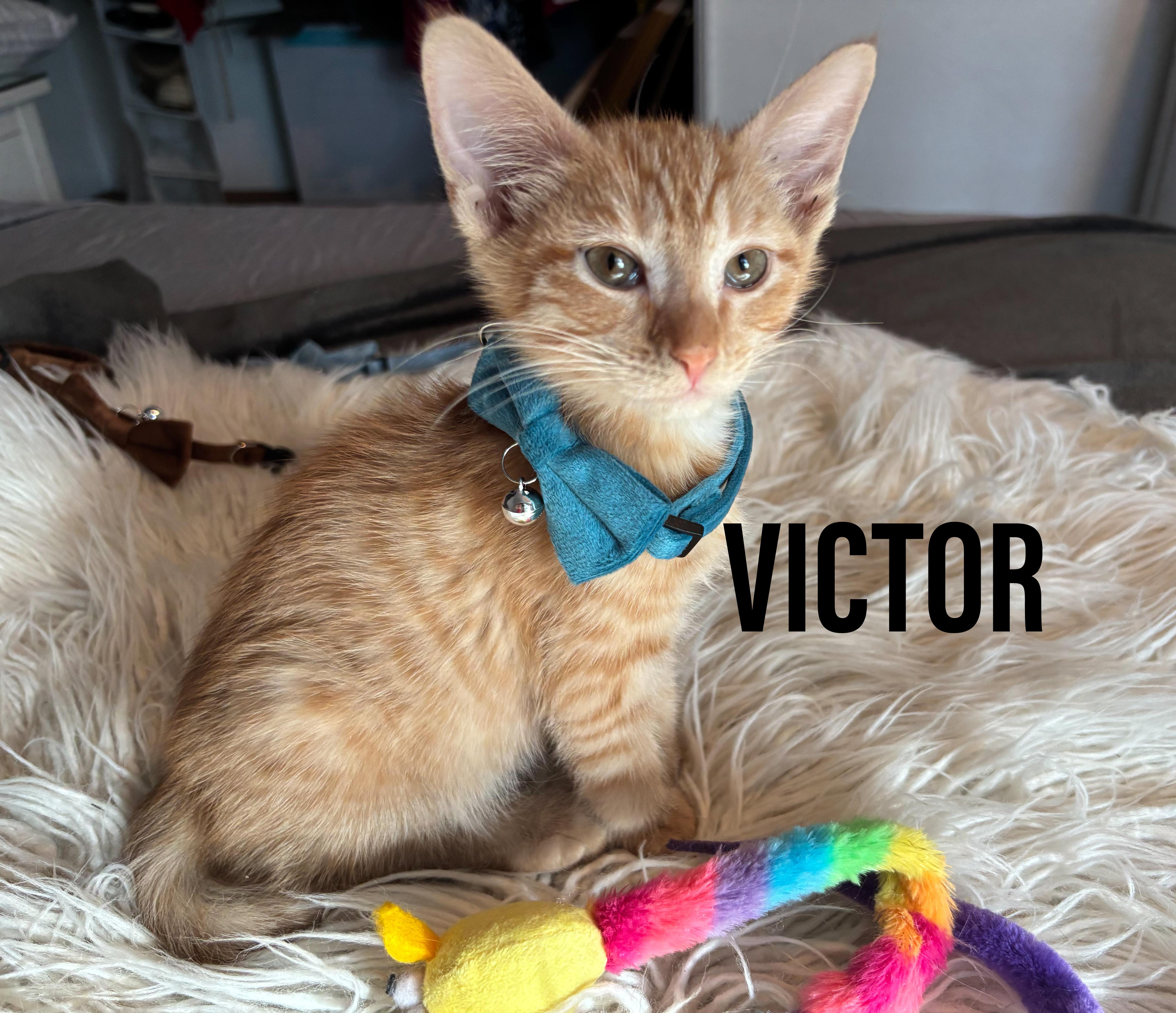 A baby medium-sized male Orange & White Domestic Short Hair cat named Victor for adoption in Jacksonville, FL