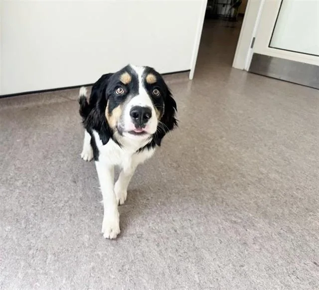 A young large-sized male Terrier dog named Jiffy for adoption in Saint Louis, MO