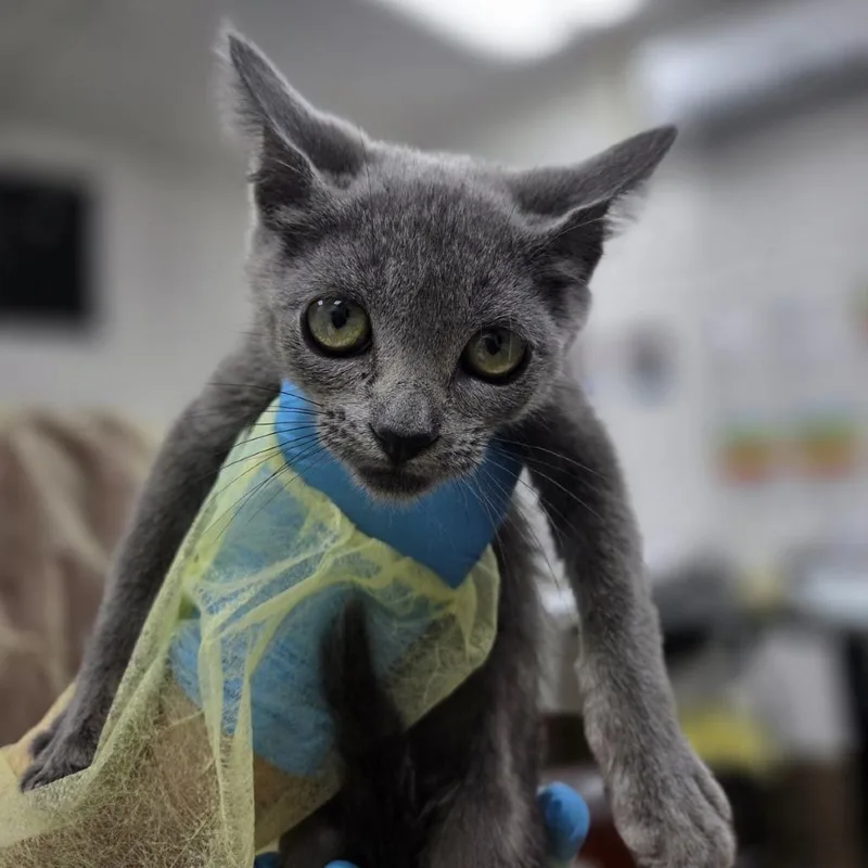 A baby small-sized female Gray / Blue / Silver Domestic Short Hair cat named Kittery for adoption in Incline Village, NV