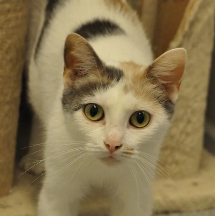 A young small-sized female Domestic Short Hair cat named Lucy for adoption in Indiana, PA