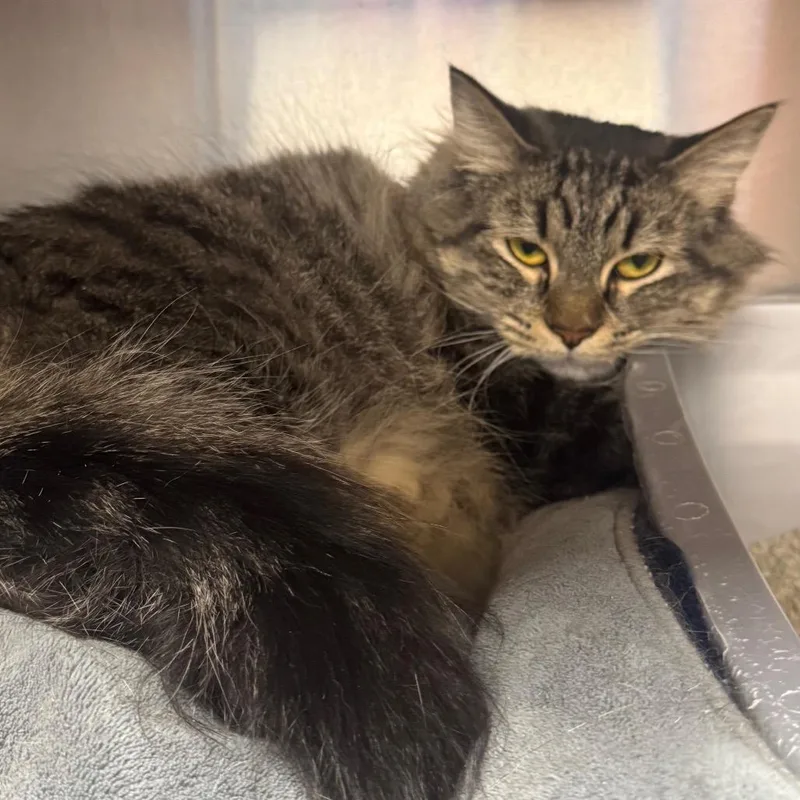 An adult large-sized female Brown / Chocolate Domestic Medium Hair cat named Macaroni for adoption in Easton, PA