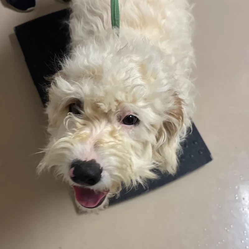 A young medium-sized female White / Cream Mixed Breed dog named Angel for adoption in Mebane, NC