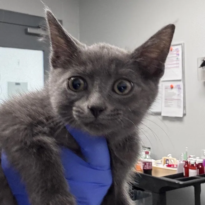 A baby small-sized male Gray / Blue / Silver Domestic Short Hair cat named Ron for adoption in Greenville, SC
