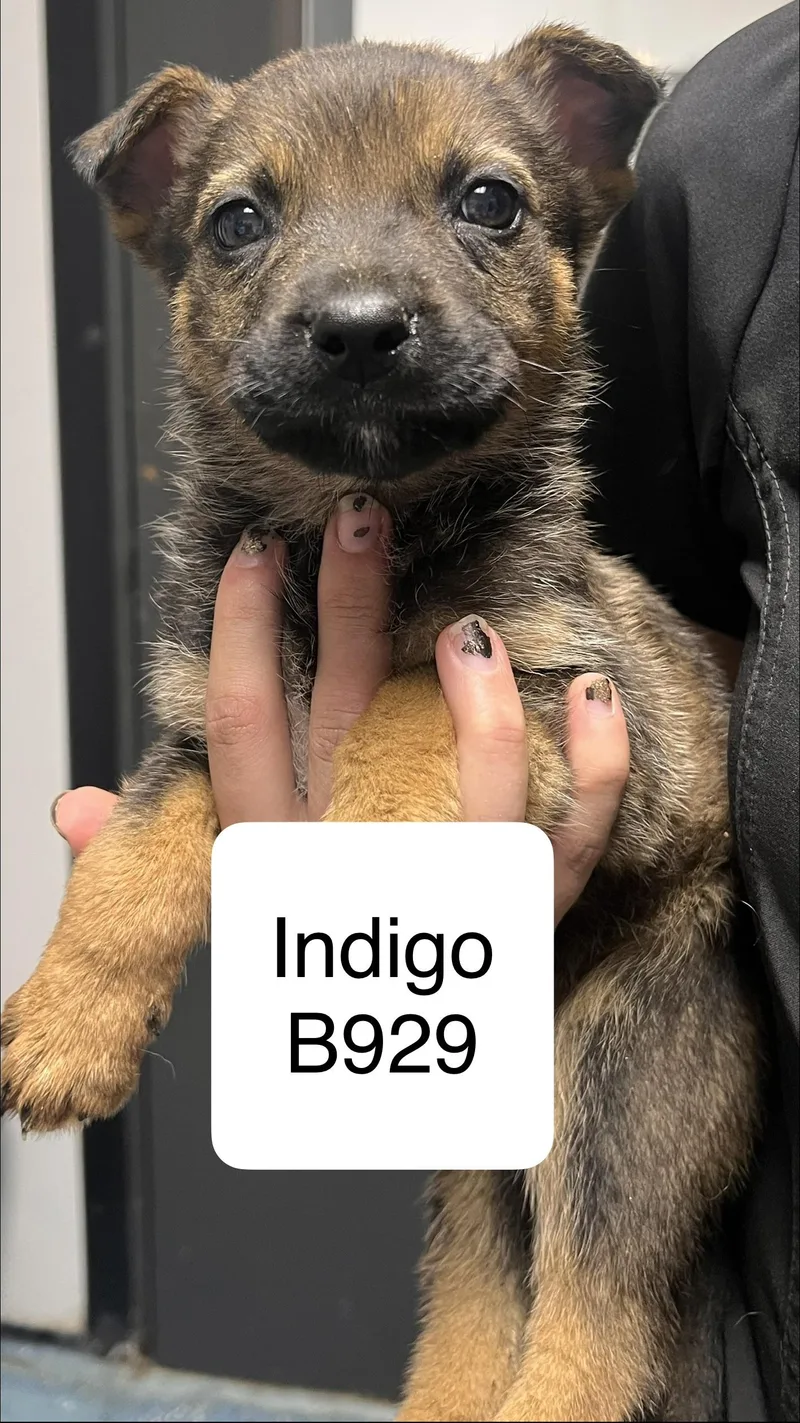 Indigo
