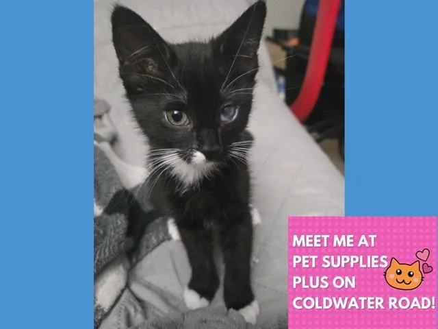 A baby small-sized female Domestic Short Hair cat named Dot for adoption in Fort Wayne, IN
