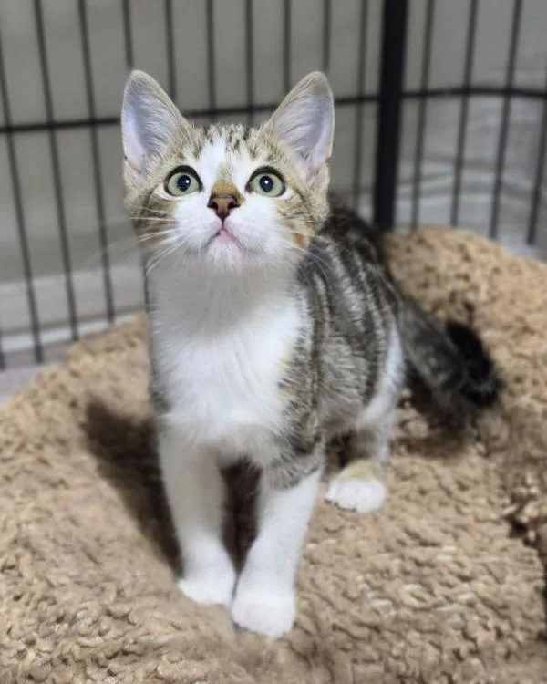 A baby small-sized male Domestic Short Hair cat named Jude for adoption in Novato, CA