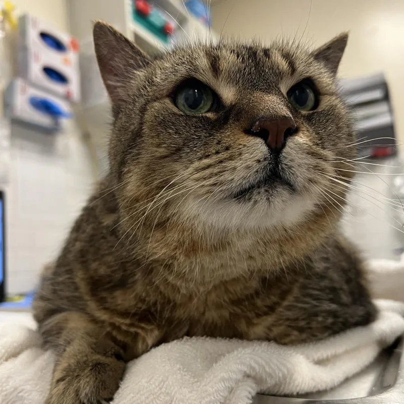 A senior extra large-sized male Domestic Short Hair cat named Alfie for adoption in Pittsburgh, PA