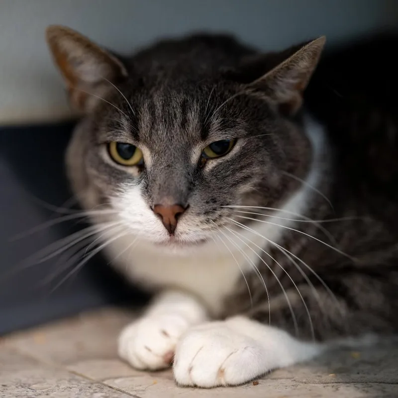 Opurrah Whisker thumbnail 2
