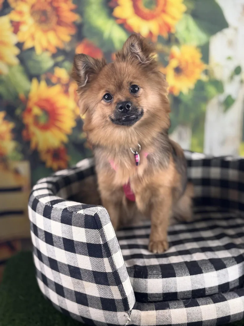 A young small-sized female Pomeranian dog named Linguine for adoption in Garland, TX
