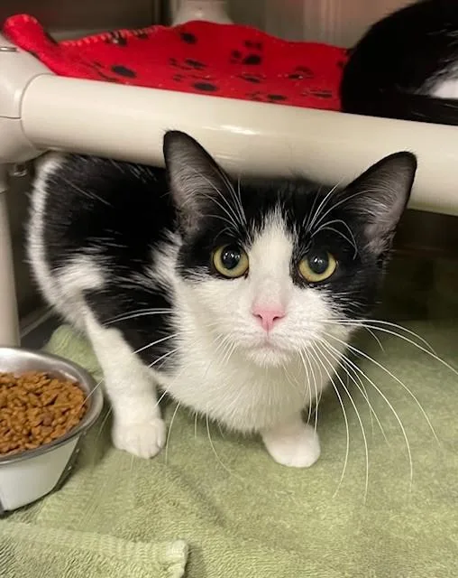 An adult medium-sized female Black Domestic Short Hair cat named Tiara for adoption in Prudenville, MI