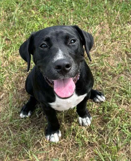 A young medium-sized male Labrador Retriever dog named Benny for adoption in Inverness, FL