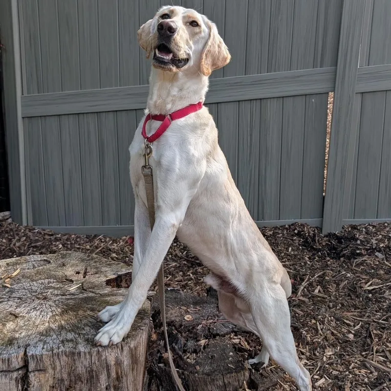 A young large-sized male Labrador Retriever dog named Dune for adoption in Briarcliff Manor, NY
