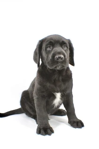 A baby medium-sized male Golden Retriever dog named Hugo for adoption in Morton Grove, IL