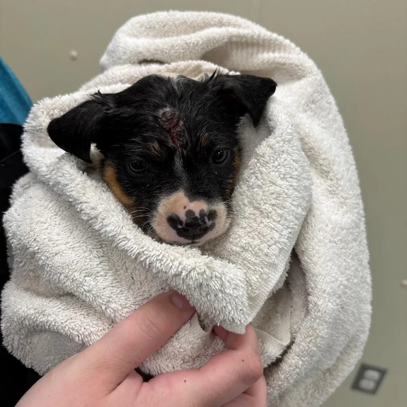 A baby medium-sized female Black Terrier dog named Margot for adoption in Galax, VA