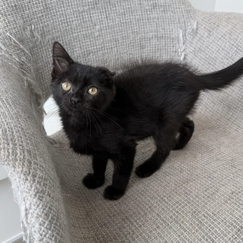 A baby medium-sized male Domestic Short Hair cat named Hope for adoption in Evanston, IL