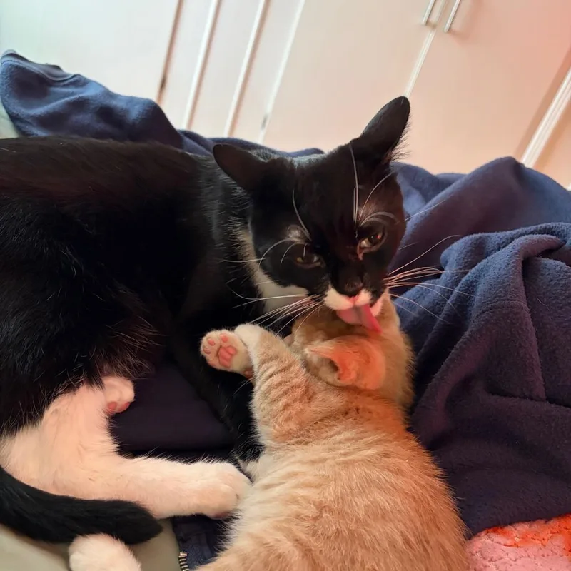 A baby small-sized male Buff / Tan / Fawn Domestic Short Hair cat named Elio for adoption in Spokane, WA