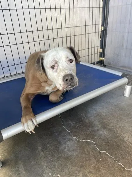 An adult medium-sized female Pit Bull Terrier dog named Lorraine for adoption in Victorville, CA