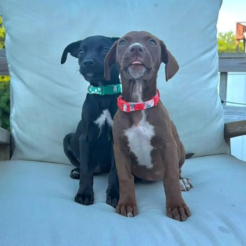 A baby medium-sized female Brown / Chocolate Mixed Breed dog named Annie for adoption in Yaphank, NY