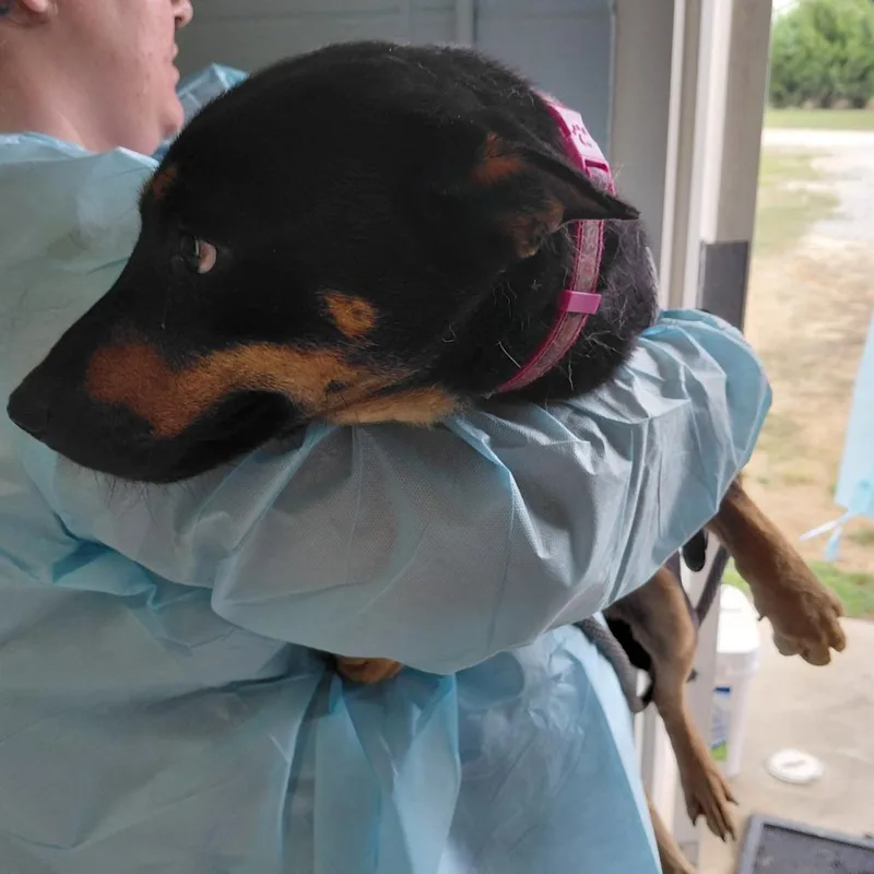 An adult medium-sized female Black Mixed Breed dog named Bella for adoption in LOXAHATCHEE, FL