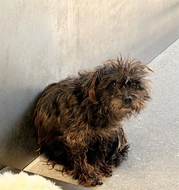An adult medium-sized female Terrier dog named Tawnie for adoption in Downey, CA
