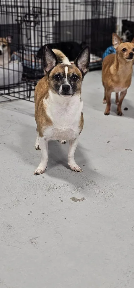 Cosmic Crisp thumbnail 2