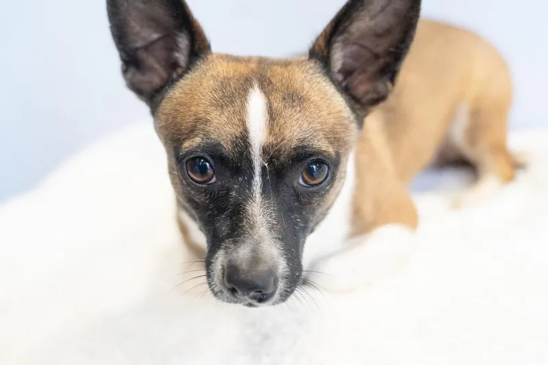 Cosmic Crisp thumbnail 3