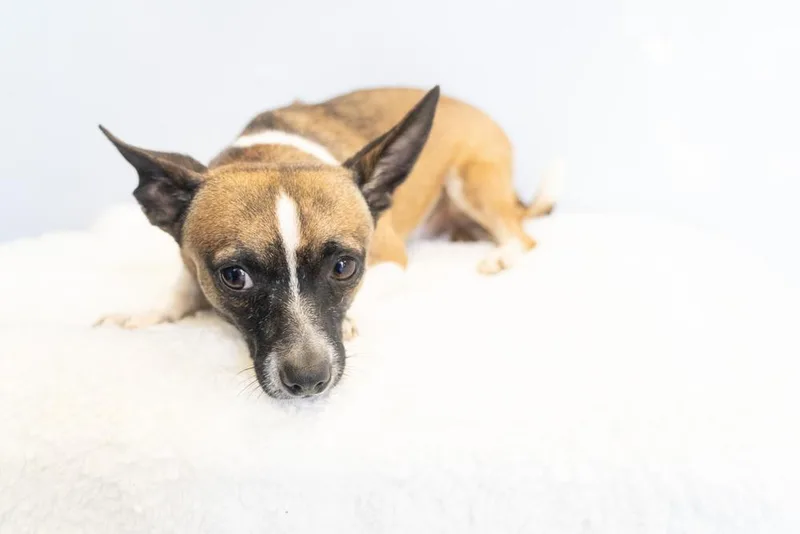 Cosmic Crisp thumbnail 4