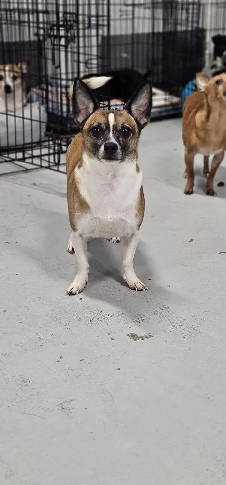 Cosmic Crisp thumbnail 6