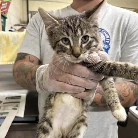 A baby medium-sized male Domestic Short Hair cat named Thumper for adoption in Pensacola, FL
