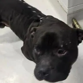 An adult large-sized male Black Mixed Breed dog named Porter for adoption in Jeffersonville, IN