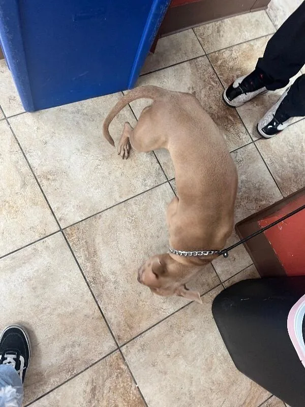 An adult medium-sized female Yellow / Tan / Blond / Fawn Mixed Breed dog named Can't Believe It's Not for adoption in Cincinnati, OH