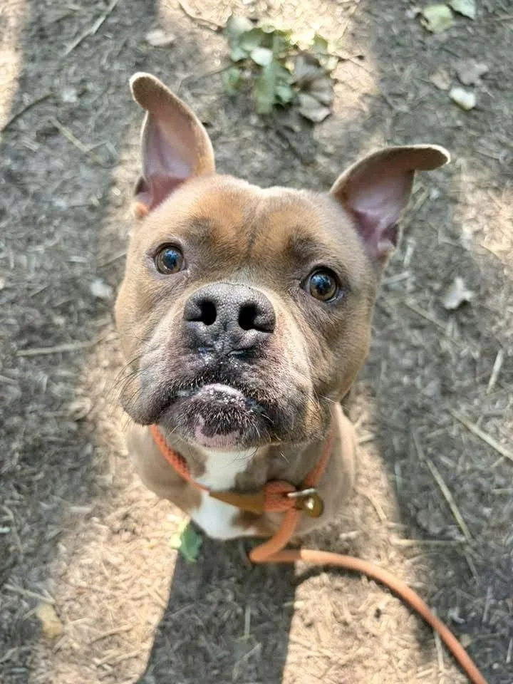 An adult medium-sized male Brown / Chocolate American Staffordshire Terrier dog named Fungi for adoption in Chicago, IL