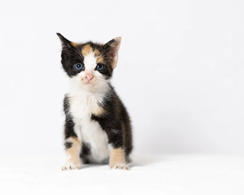 A baby medium-sized female Calico cat named Willow for adoption in Orlando, FL