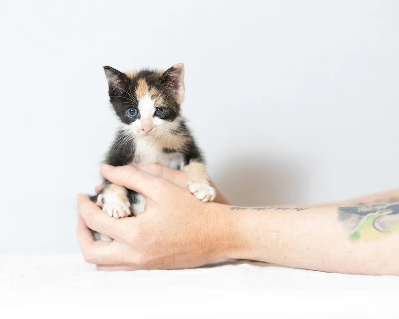 Willow thumbnail 2