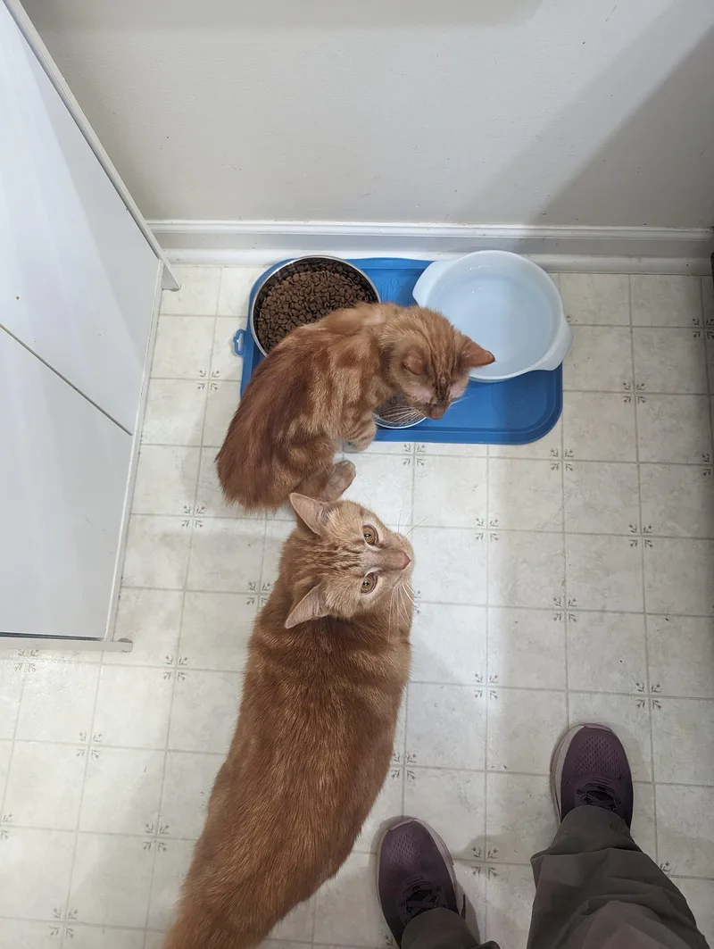 An adult small-sized male Tabby (Orange / Red) Tabby cat named Caruso for adoption in Capshaw, AL