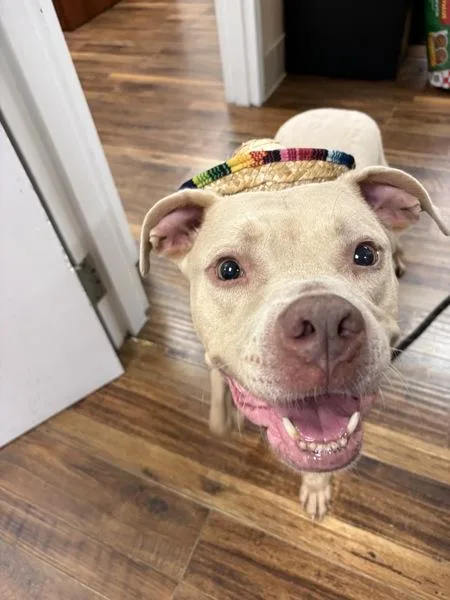An adult medium-sized male Mixed Breed dog named Marshmallow for adoption in Melbourne, FL