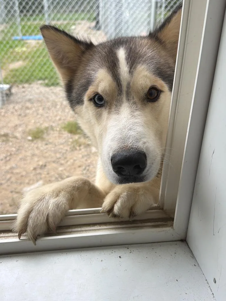A young medium-sized male Siberian Husky dog named Buddy for adoption in Virginia, MN