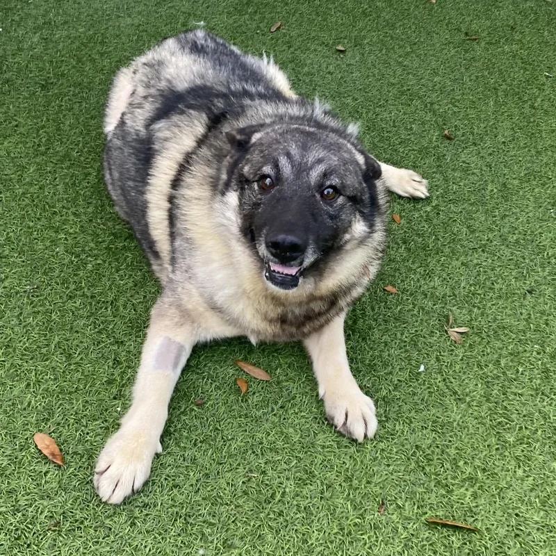 An adult medium-sized male Yellow / Tan / Blond / Fawn Norwegian Elkhound dog named Forest for adoption in LOXAHATCHEE, FL