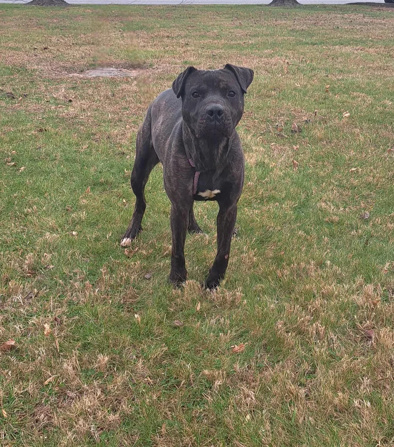A young large-sized male Brindle American Bully dog named Chop for adoption in McMinnville, TN