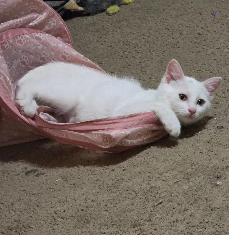 Yuki