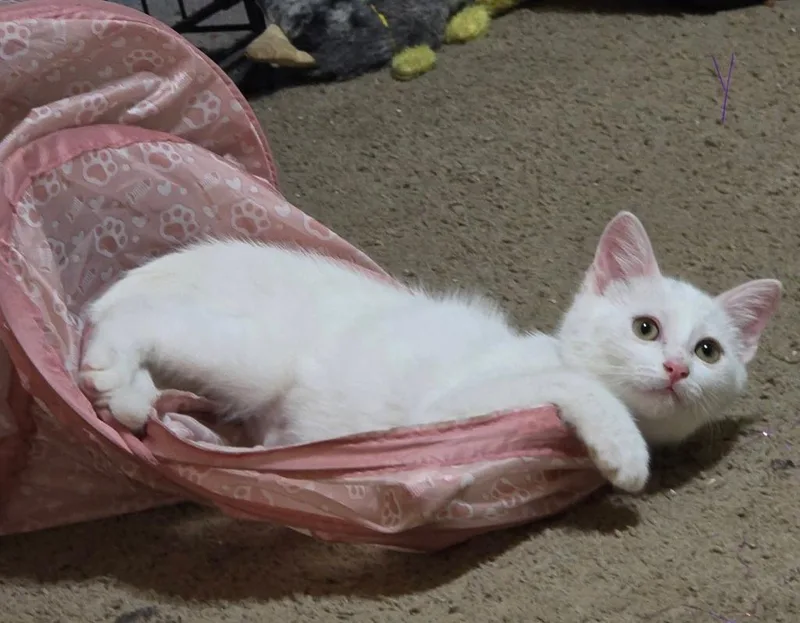 Yuki thumbnail 2
