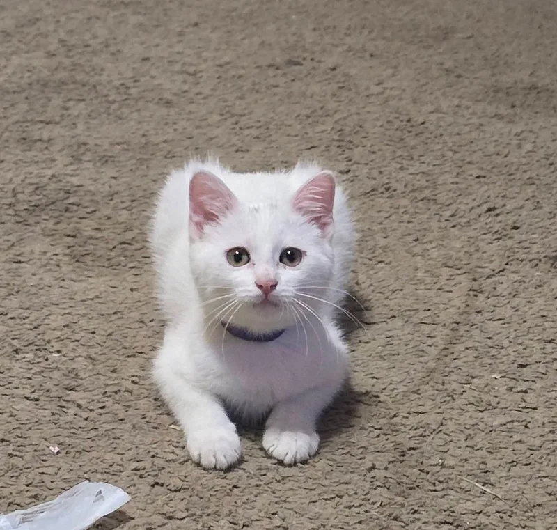 Yuki thumbnail 3