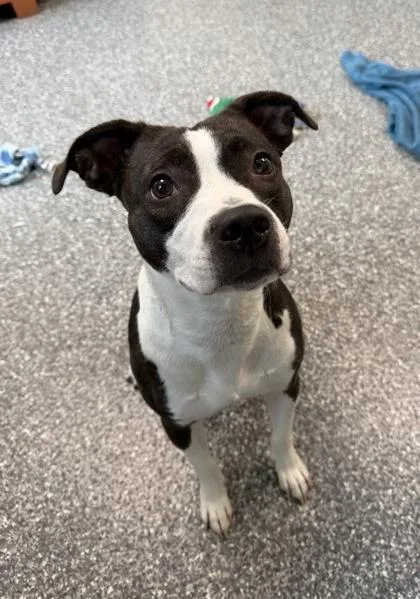 An adult medium-sized female Pit Bull Terrier dog named Nectarine for adoption in Westland, MI