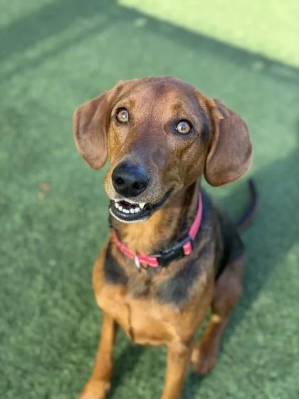 An adult large-sized female Red / Chestnut / Orange Hound dog named Bellemarie for adoption in Sacramento, CA