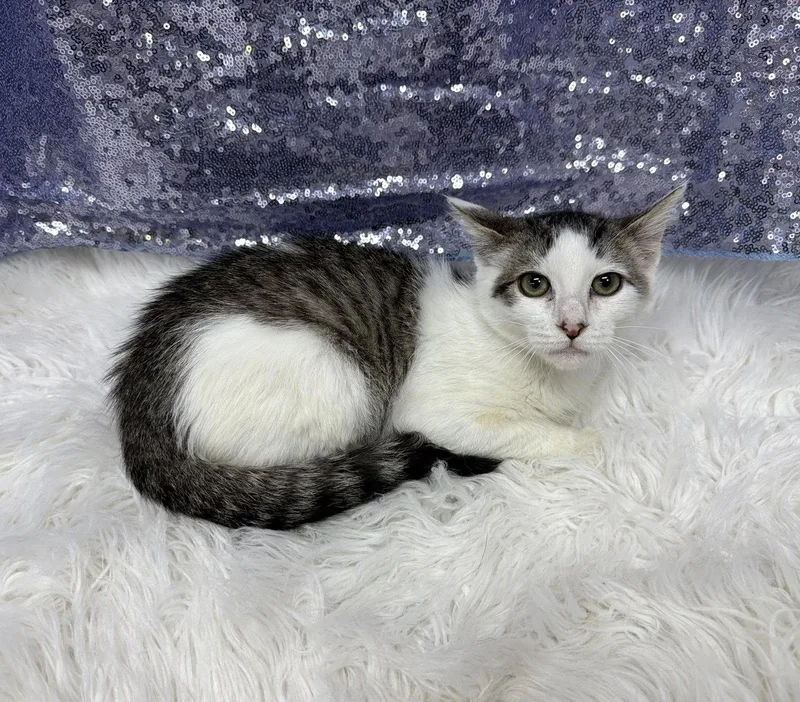A young medium-sized male Domestic Short Hair cat named Maury for adoption in Clarkesville, GA
