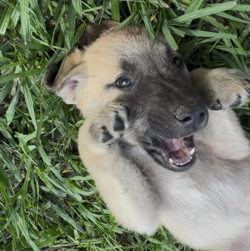 A young medium-sized male Bicolor German Shepherd Dog dog named Benji for adoption in Cleveland, TX