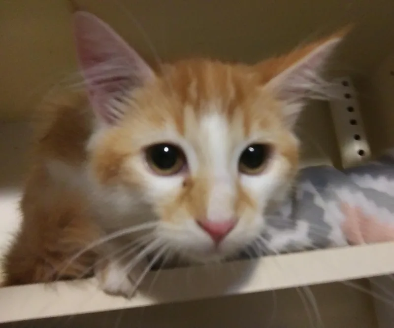A young medium-sized male Domestic Short Hair cat named Croakie for adoption in Port Wentworth, GA
