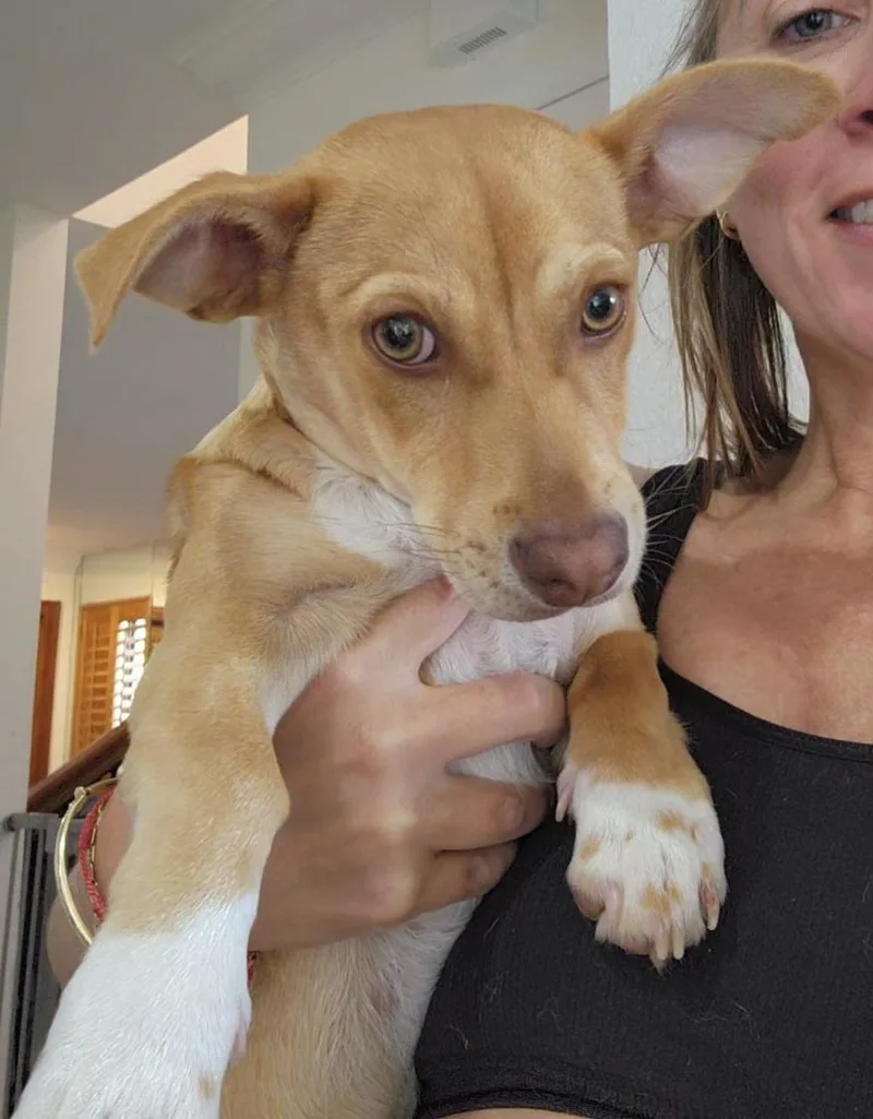 A baby small-sized male Yellow / Tan / Blond / Fawn Chihuahua dog named Bentley for adoption in Fort Lauderdale, FL