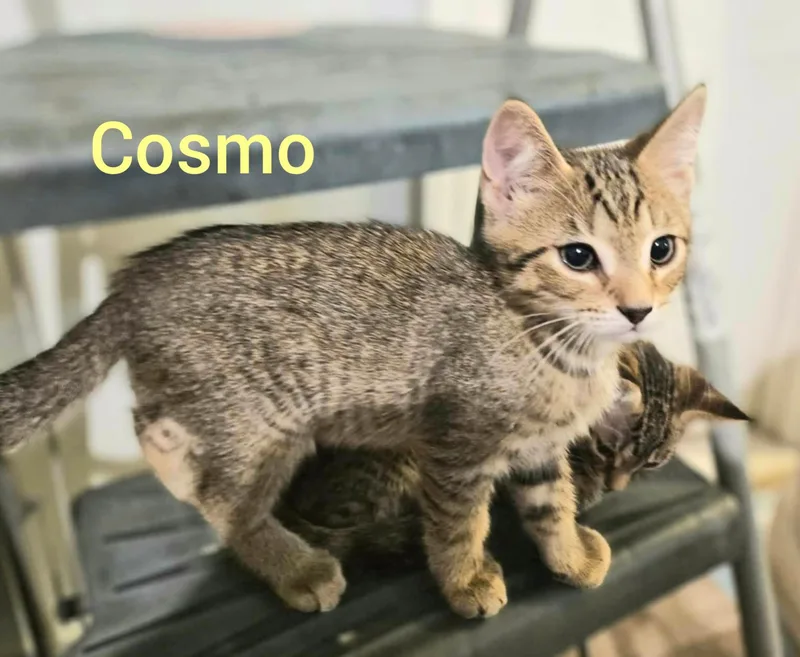A baby medium-sized male Tabby (Buff / Tan / Fawn) Tabby cat named Cosmo for adoption in Shrewsbury, MA